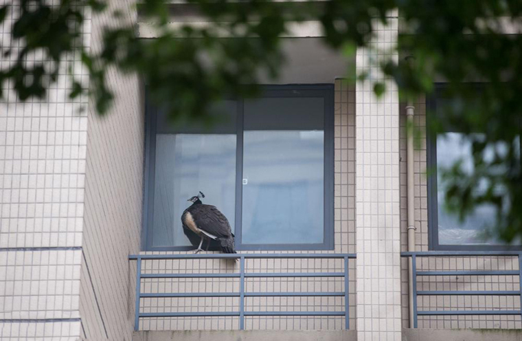 杭州：孔雀“越狱”闯入小区 被城管抓住送至动物园
